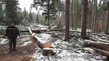 Forstwirtschaft in Bad Wildbad: Was bedeuten die milden, nassen Winter für den Wald?