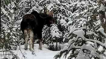 Windy Lake Provincial Park closed due to an aggressive moose