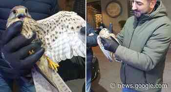 Ravello, gheppio ferito a un'ala: interviene l'ENPA - Positano Notizie