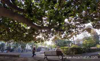 Arrêter de planter des palmiers, remplacer les arbres abattus, créer des oasis urbaines... Vos 9 propositions pour des villes plus arborées