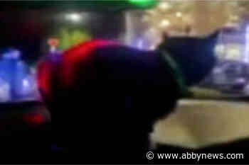 Victoria officer finds ‘unauthorized intruder’ in patrol car during traffic stop