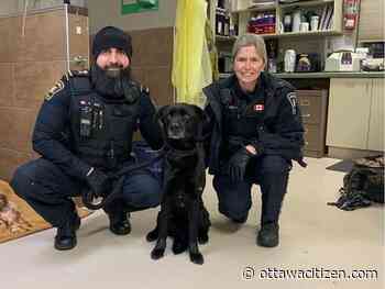 Lab lost for weeks in West Carleton area reunited with owner after 'numerous' tries