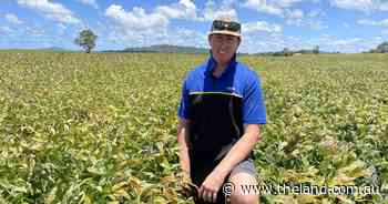 Early season soybeans mark a return to production on the Clarence