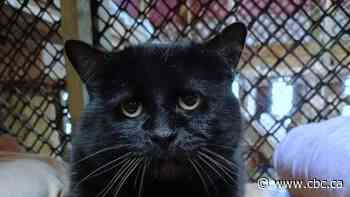 A cat went missing before his owner moved away. This Hamilton group helped them reunite, 2 months later