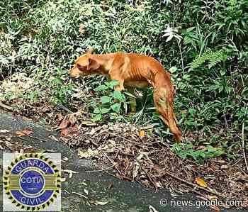 Guarda Civil resgata cachorro em estrada de Cotia e o encaminha ... - Cotia e Cia
