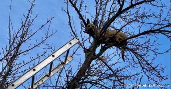 'He Did Not Learn His Lesson': Dog Gets Stuck in Tree Chasing Squirrel, Has To Be Rescued