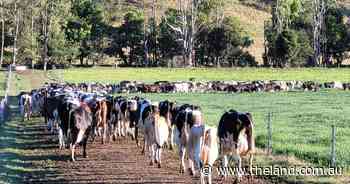 Cattle underpass program boosted with $2 million