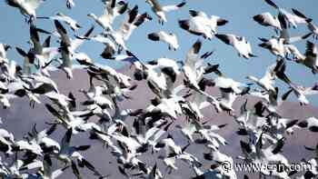 New strain of bird flu kills hundreds of snow geese in Colorado