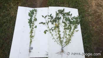 Soybean architecture study helps guide farmer seed selection - Drgnews