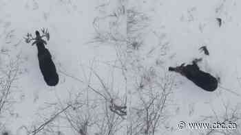 And now, here's something we hope you'll really like: Moose shakes off antlers