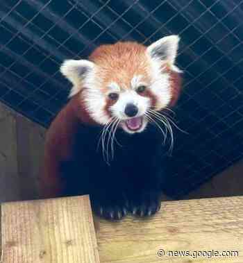 Red panda Ember is Dudley Zoo's most adopted animal of 2022 - Stourbridge News