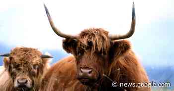Highland cattle attacked by dogs at Devon National Trust site - Devon Live