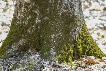 Should you worry about lichens, moss, algae on trees? - Powell River Peak