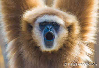 Video: Gibbons singen im Duett - Gesänge folgen rhythmischen ... - scinexx | Das Wissensmagazin