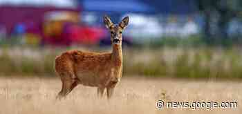 Ein Reh im Reihenhausgarten - Kreis Emmendingen - badische-zeitung.de