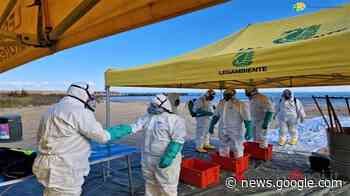 Torre Guaceto, nasce la squadra antinquinamento - Brindisi Oggi ... - BrindisiOggi