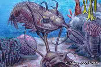 Fossil analysis reveals oldest known example of sexual combat ... - Barrhead News