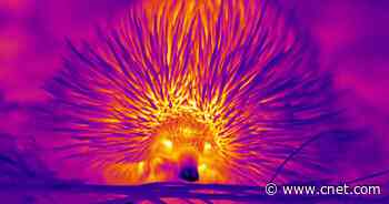 Funky-Cute Echidnas Blow Snot Bubbles to Keep Cool in the Heat     - CNET