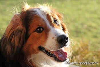 Kommunen in Minden-Lübbecke verdienen gut an der Hundesteuer - Radio Westfalica