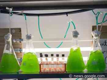 Árvore de Natal de microalgas em Penedo é início de projeto de ... - Aqui Acontece
