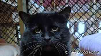 A cat went missing before his owner moved away. This Hamilton ... - CBC.ca