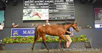 Prices soar at the Gold Coast