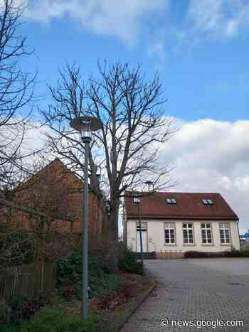 Baumpflege und Standsicherheit in Heusenstamm: Notwendige ... - Rhein Main Verlag