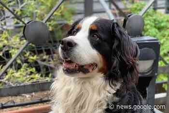 Maiori dice addio a Ginevra, la simpatica amica a quattro zampe ... - Positano Notizie