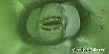 Unlocking the Mystery of Plant Breathing – Scientists Discover Mechanism Plants Use To Control “Mouths”