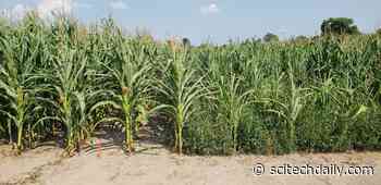 How Modern Agriculture Turned a Wild Plant Into a Problematic Weed