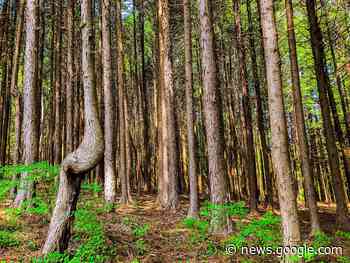 Cagli, si perde nei boschi mentre cerca i funghi: salvata dai Vigili del ... - Centropagina