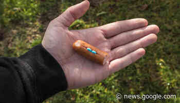 Cagli, cani avvelenati e non è la prima volta: morti un Golden ... - Centropagina