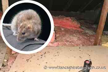 Pest control tackle Nelson property’s rat-infested attic