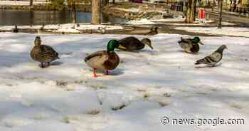 Cape Breton wildlife group fed up with people feeding animals - Saltwire