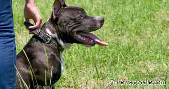 Peuter van anderhalf zwaar toegetakeld door hond van moeder - Het Laatste Nieuws