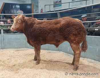 Champion from Messrs Murrray, Roughet Hill, Brampton, tops Carlisle - The Scottish Farmer
