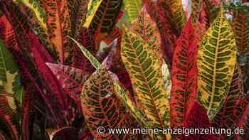 Wenn man den Wunderstrauch in die Sonne stellt, verblassen seine Farben