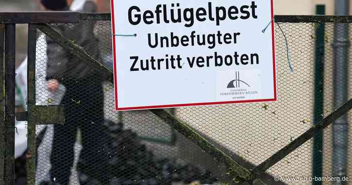 Geflügelpest-Ausbruch in Bestand mit 70.000 Enten