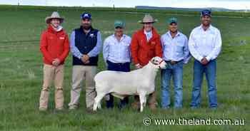 Top 25 terminal and maternal sheep breed ram sale averages in NSW for 2022