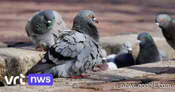 Duivenoverlast in Mechelen in 2 jaar tijd met 35 procent gedaald - VRT.be