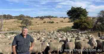 Day 1 at ANZ Crookwell Merino ewe comp| Photos