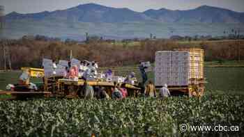 As California faces droughts and floods together, farmers look to new water technologies