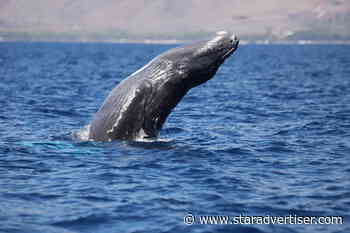 Annual humpback whale count in marine sanctuary to resume