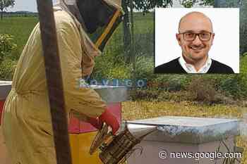 Adria: a febbraio il primo corso per apicoltori - Rovigo.News