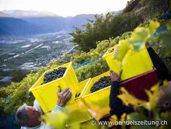 Hitzesommer beschert Walliser Winzern erfolgreiche Ernte