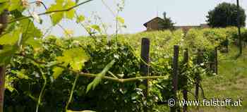 Die Sieger der Nizza DOCG Trophy 2022