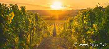 Blaufränkisch mit Tiefgang