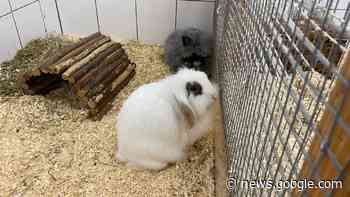 Tierheim Weinheim ist am Limit - SWR Aktuell