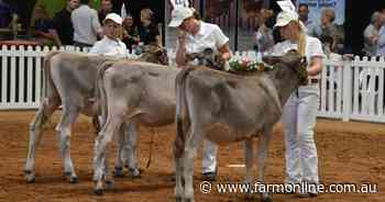 Brown Swiss show classes at International Dairy Week showcase quality animals