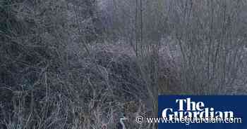 A camel in Saudi Arabia and a horse jumps over a bonfire: Tuesday’s best photos